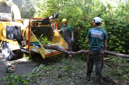 tree services Santa Susana